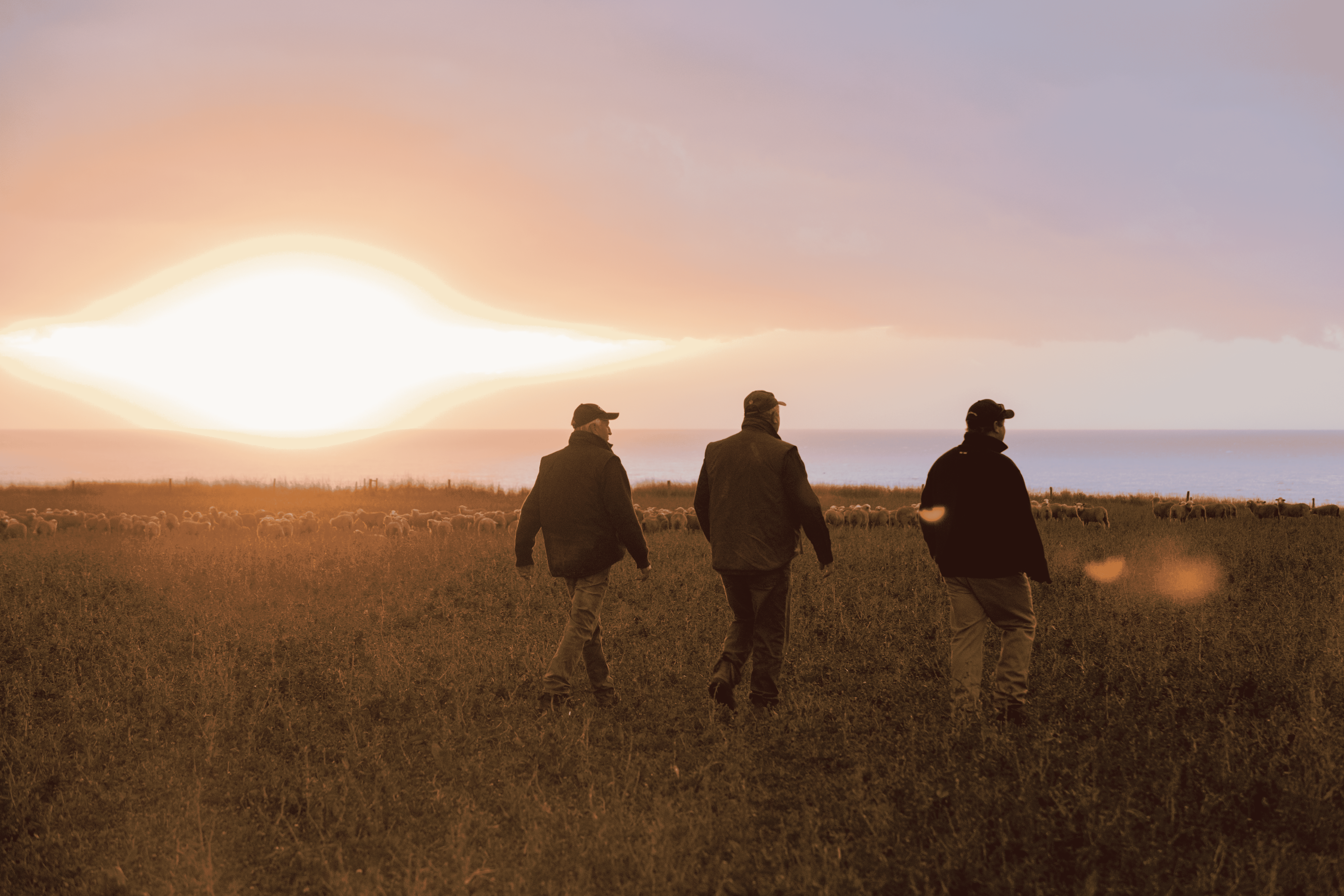 The back of three farmers walking through a sheep paddock at sunset.