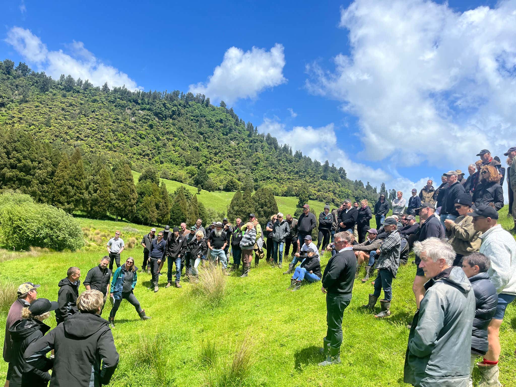 Angus steers on a hillside with native vegetation overlooking the Pacific Ocean 