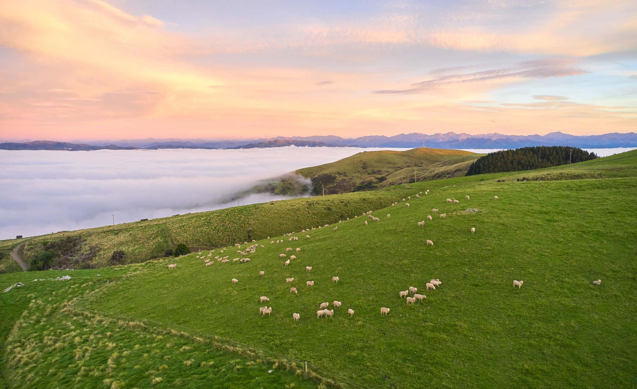 Delicious Starts With Respect For The Animals with Grass-Fed and pasture-raised with plenty of space to roam and graze freely