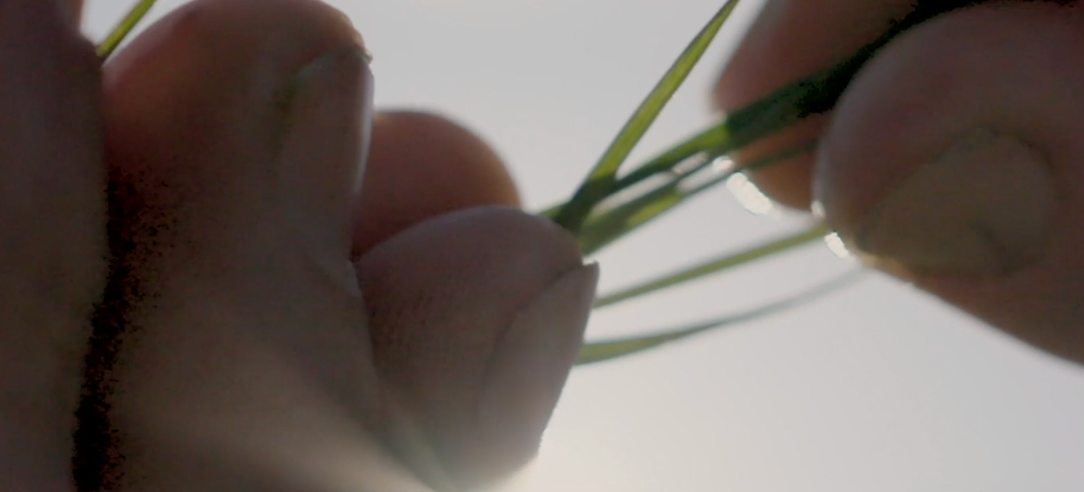 Video showing a paddock with cows and a farmer inspecting blades of grass 
