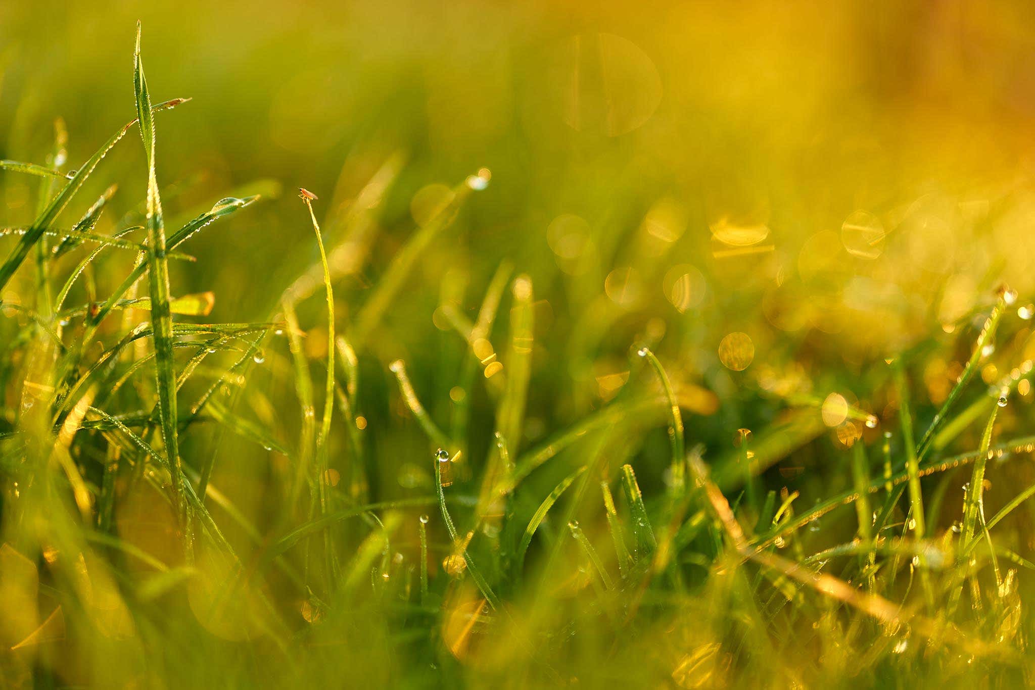 Enviromark diamond certification reflects Silver Fern Farms’ commitment to sustainability best practice