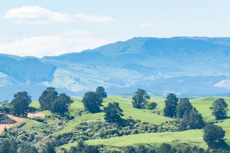 Silver Fern Farms premium New Zealand venison now at Albertsons supermarket chains