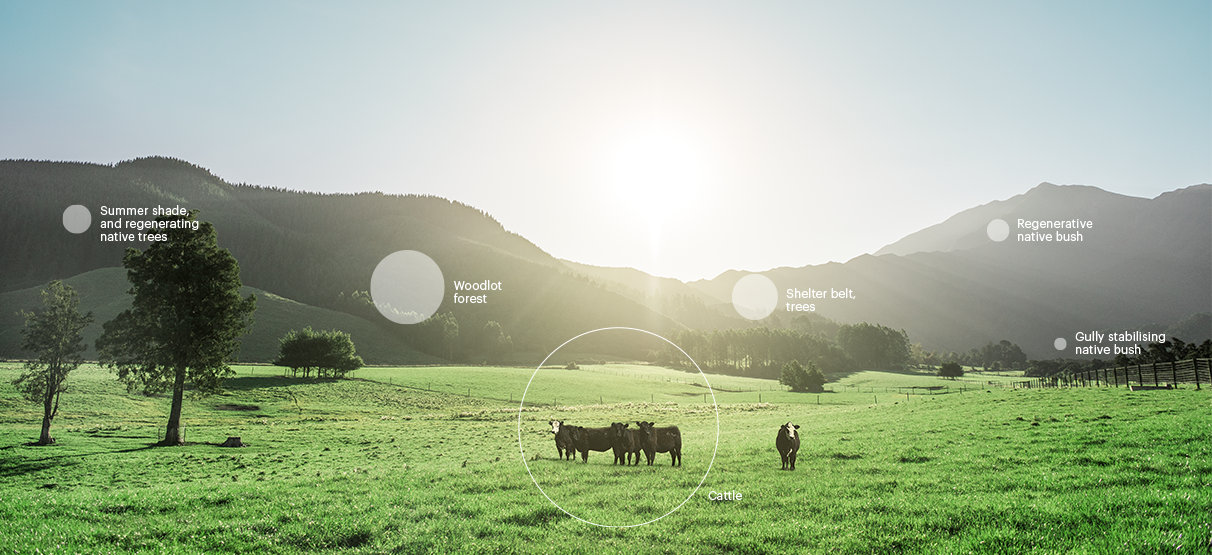 Net Carbon Zero Emissions Profile Infographic