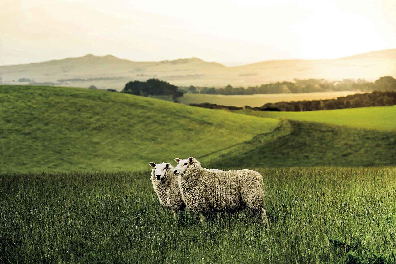 Two sheep with rolling landscape in the background