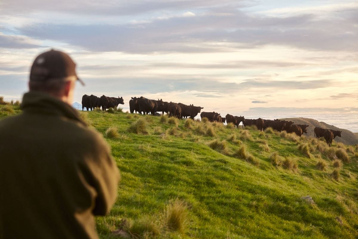 The Benefits of Angus Beef From Pasture to Plate | Silver Fern Farms