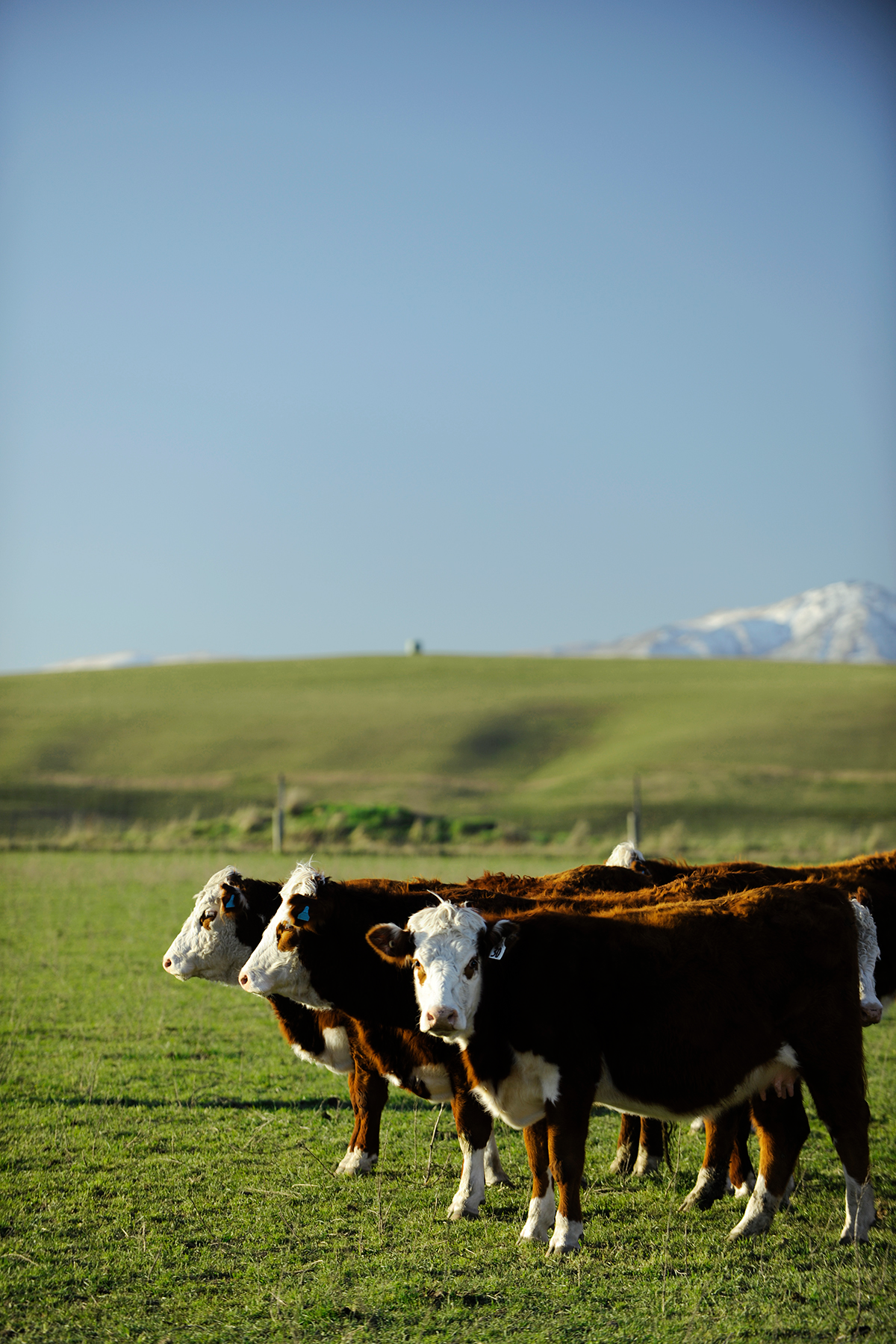 Three cows stand in a paddock, mountains in the background