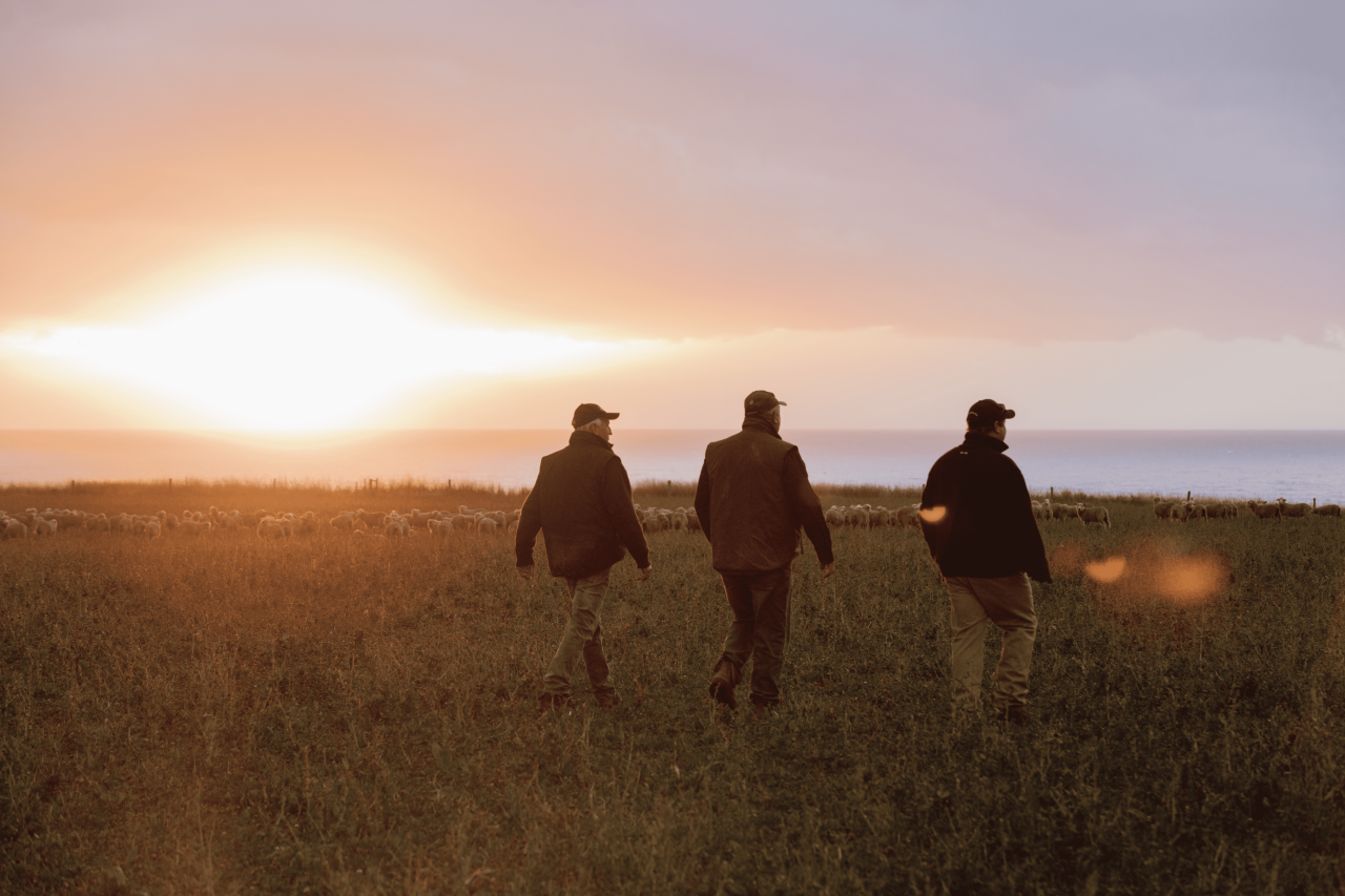 The back of three farmers walking through a sheep paddock at sunset.