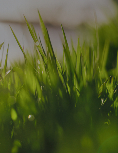 Blades of grass with sky background