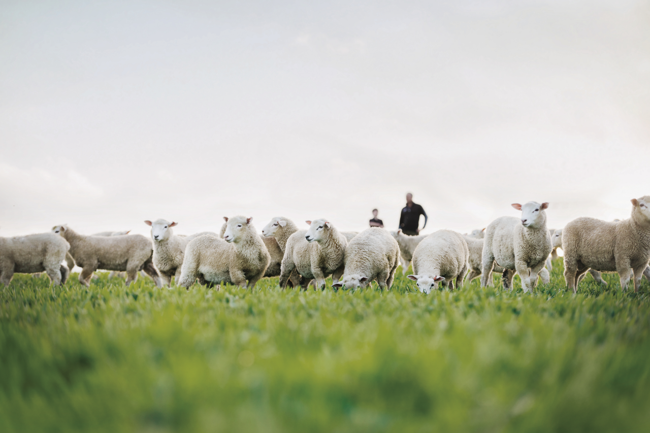 Sheep grazing on a farm with a farmer in the background