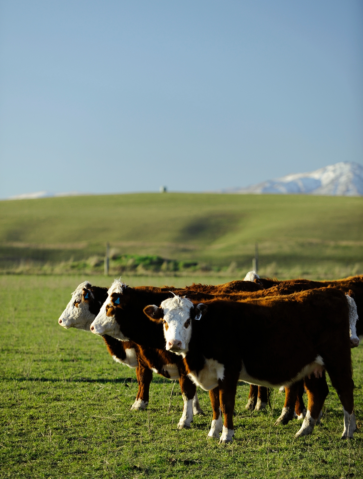 Three cows stand in a paddock, mountains in the background