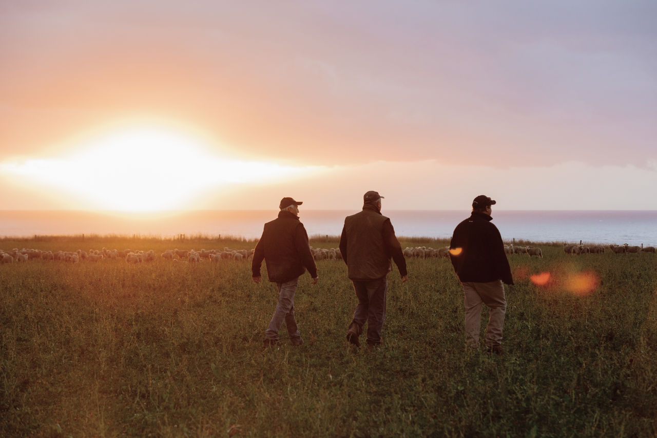 The back of three farmers walking through a sheep paddock at sunset.