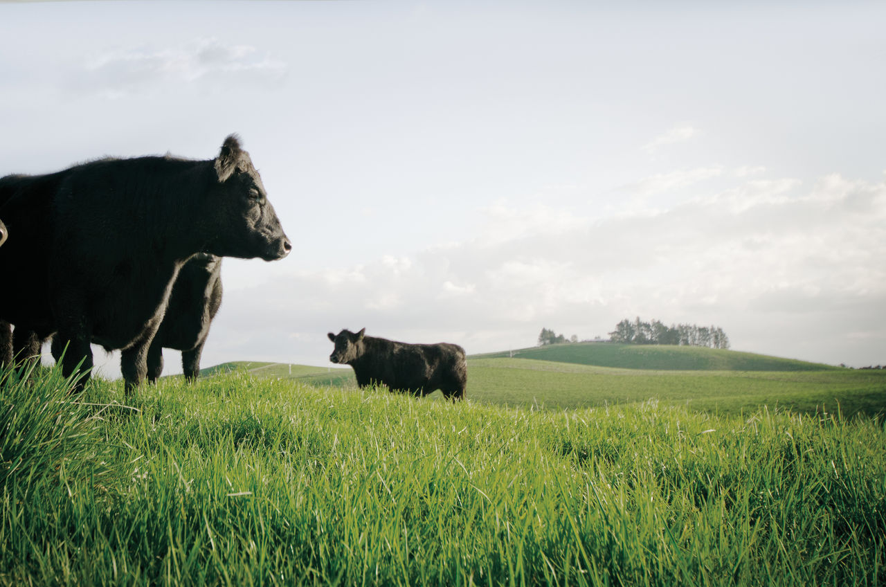 Angus Cattle standing in a paddock of lush green grass