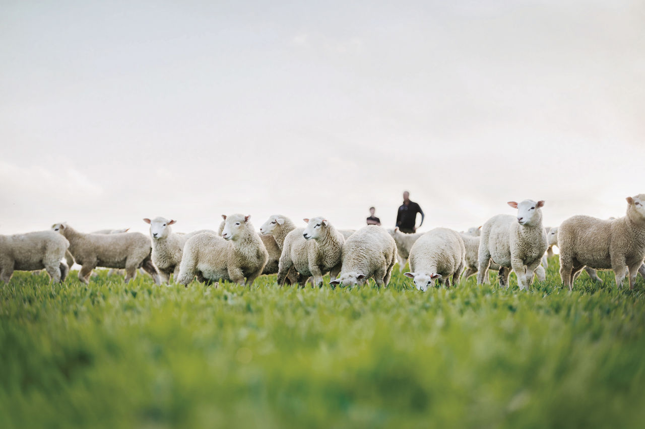 Farmers standing behind Lambs grazing lush green pasture