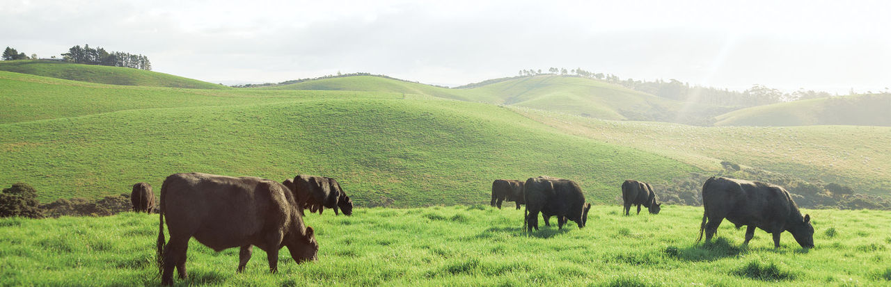 Angus Cattle grazing a paddock of lush green pasture