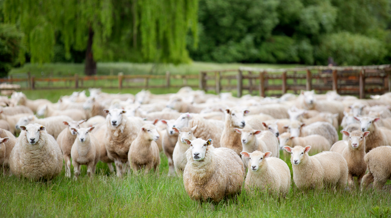 Ewes and Lamb standing in the lush green pasture of Hamish and Debby Galletly's farm
