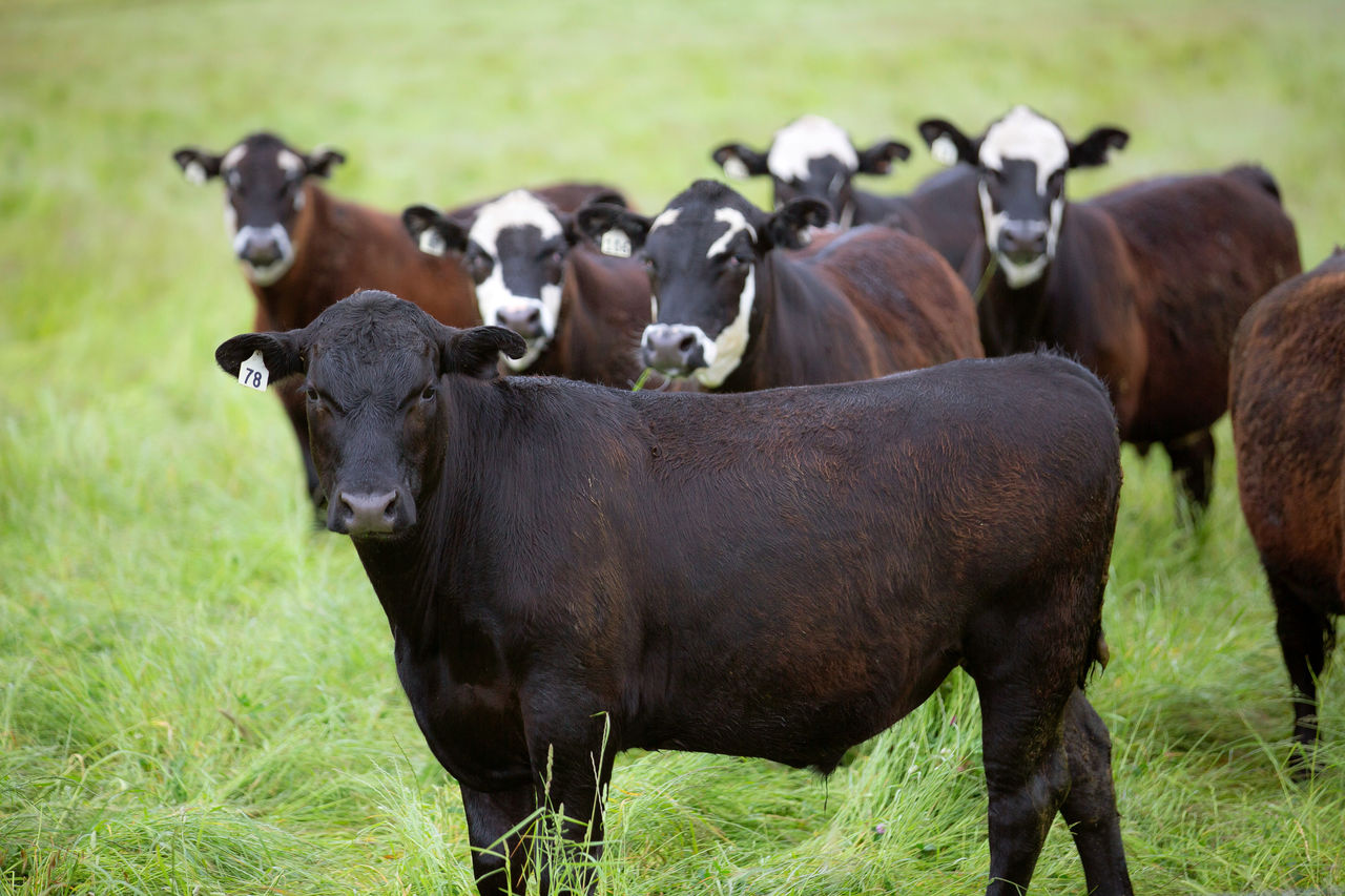Beef Cattle standing in the lush green grass of Hamish and Debby Galletly's farm