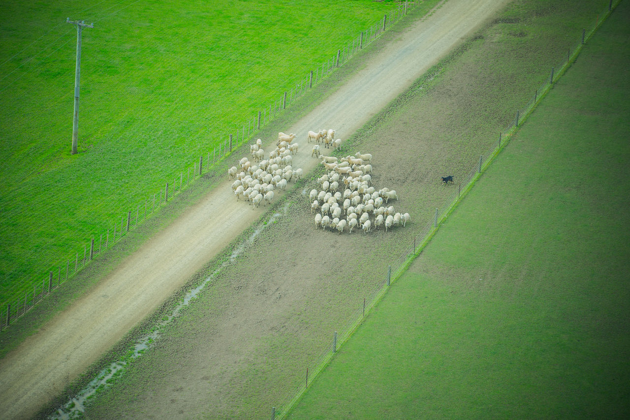 Picture of sheep walking down a lane being followed be a dog on Mike McCreary and Liz Casey farm