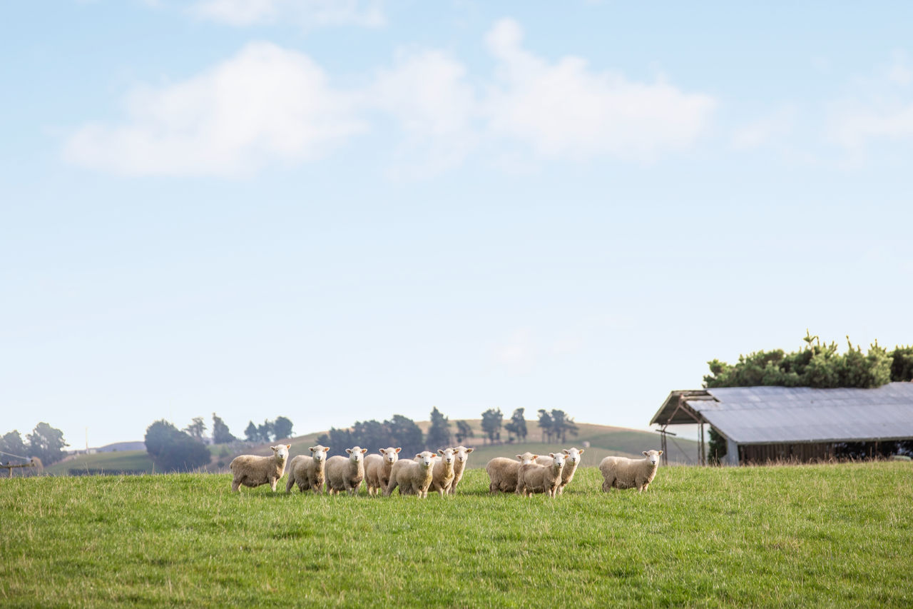 Sheep on Ross and Jo Hay's farm with a farm shed in the background