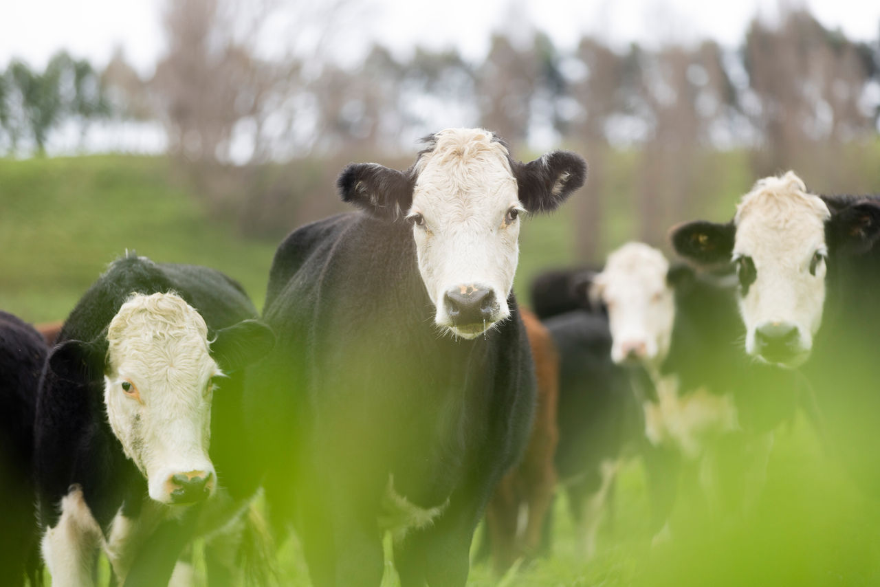 Beef Cattle on Will and Abbie Foley's Property
