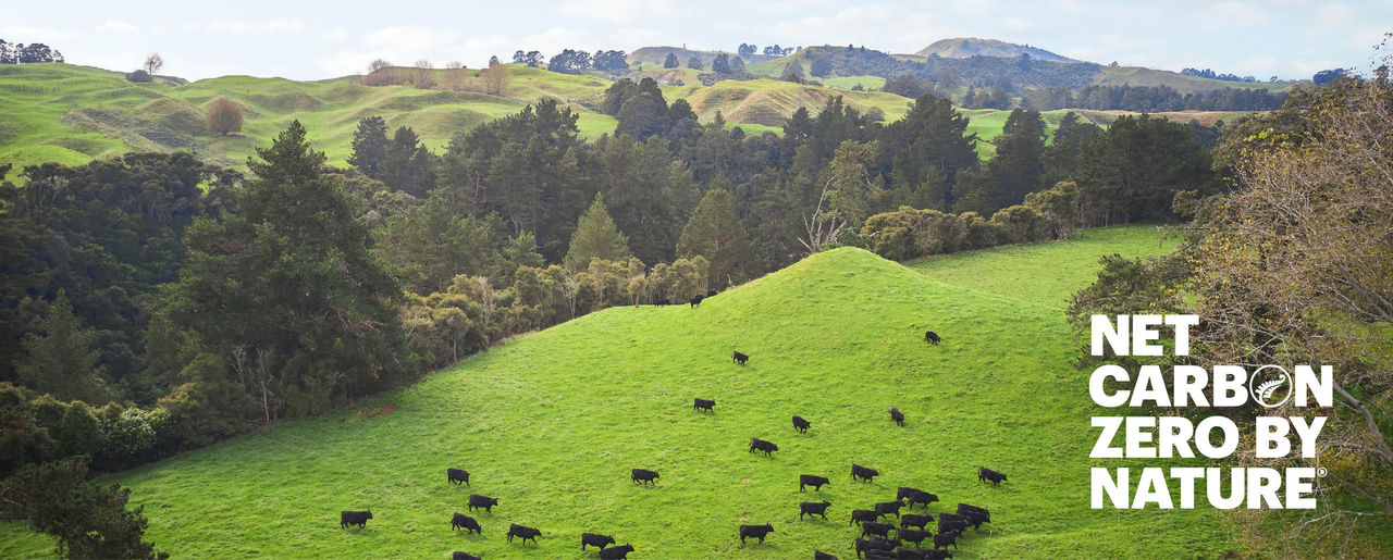 Net Carbon Zero Banner