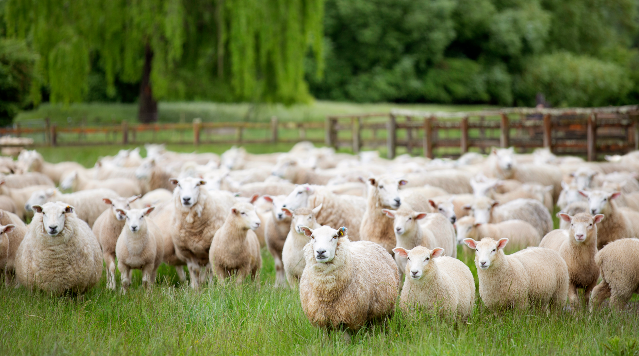 flock of sheep in a field 
