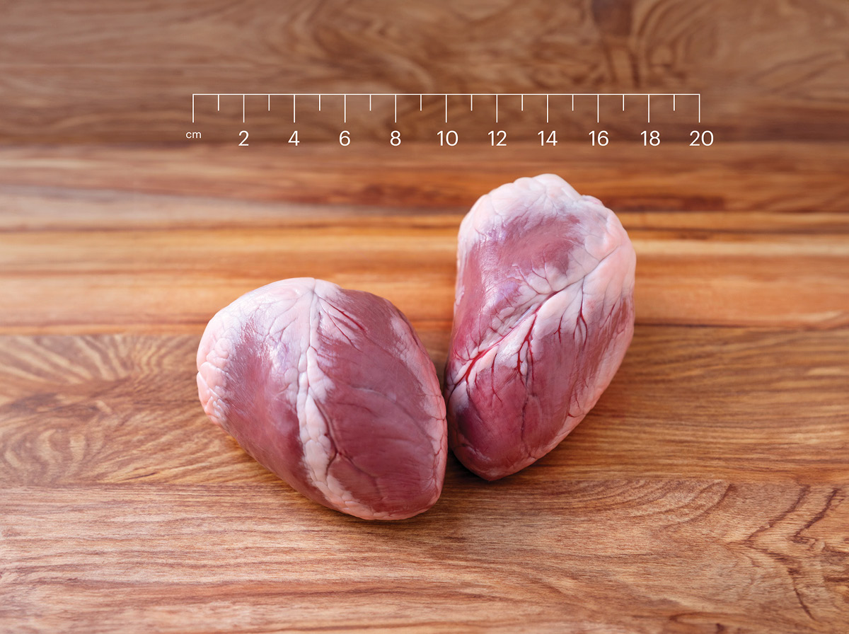 Ovine Heart