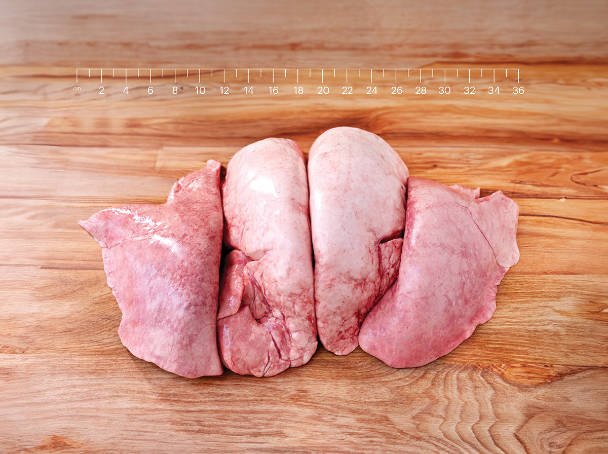Ovine Lung 