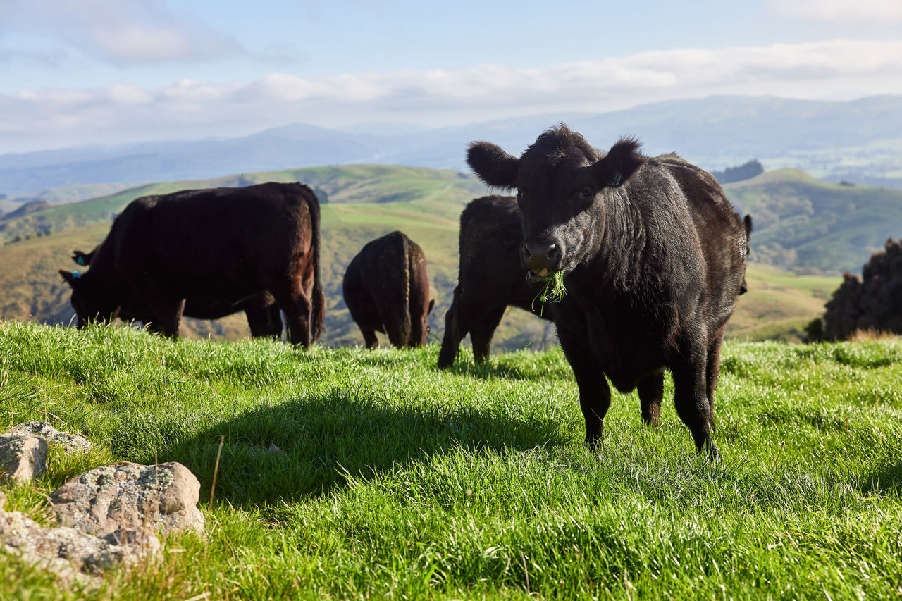New Zealand the ideal conditions for growing lush green grass for our animals to graze on
